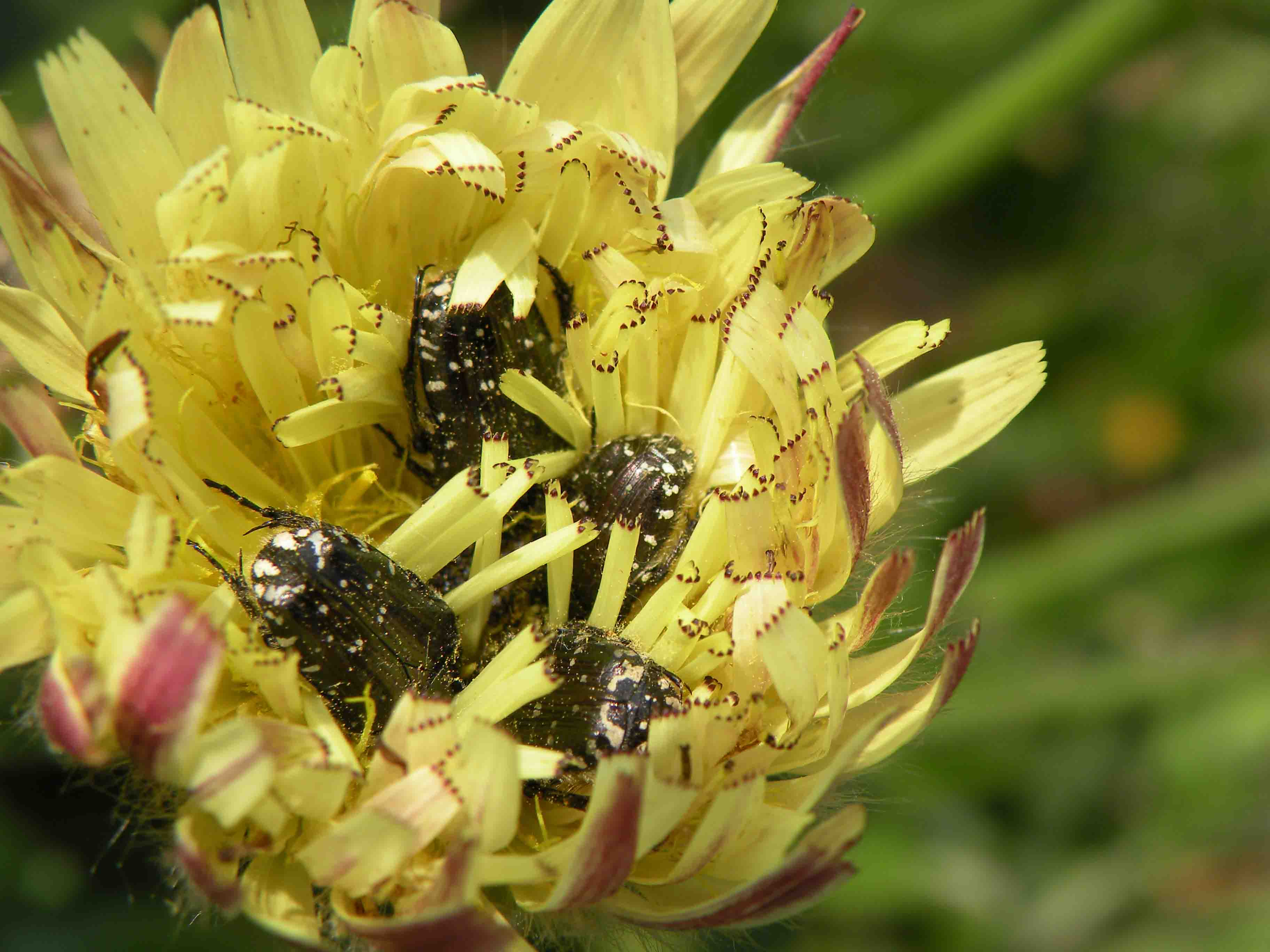 Oxythyrea funesta di Bordighera